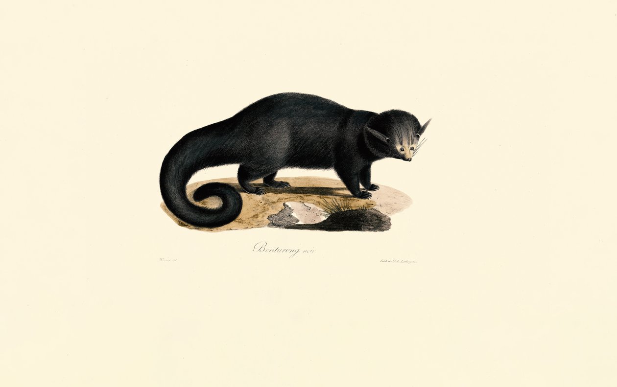 Binturong (Arctictis binturong) von Jacques Christophe Werner