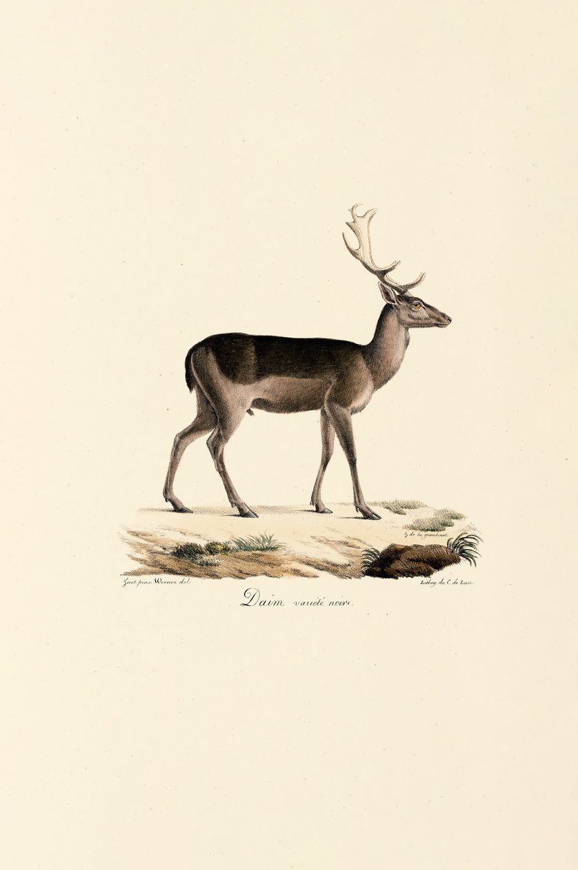 Schwarzes Damwild Variante von Jacques Christophe Werner
