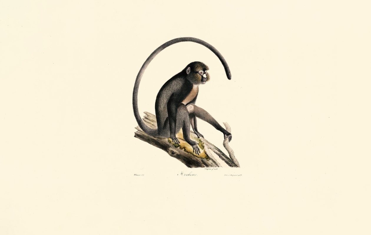 Schwarzspinnenaffe (Ateles) von Jacques Christophe Werner