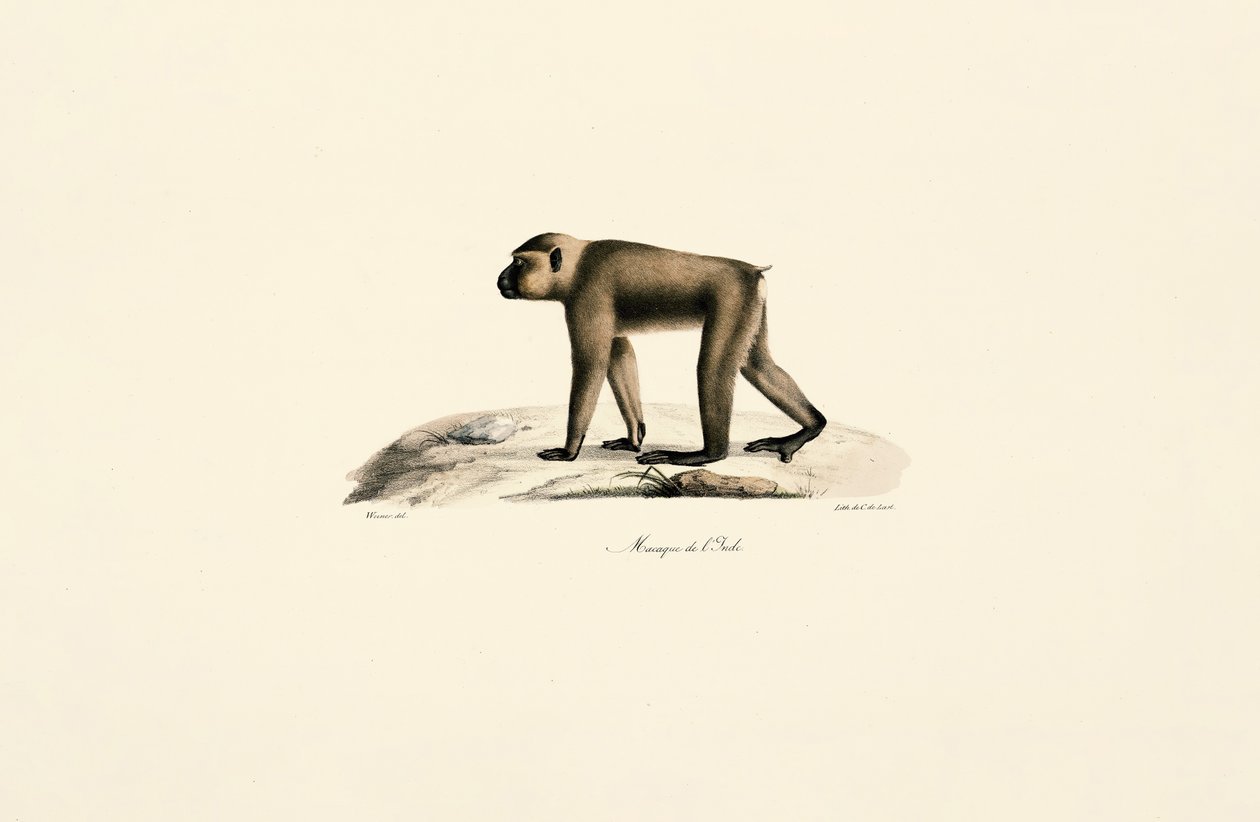 Hutaffen von Jacques Christophe Werner