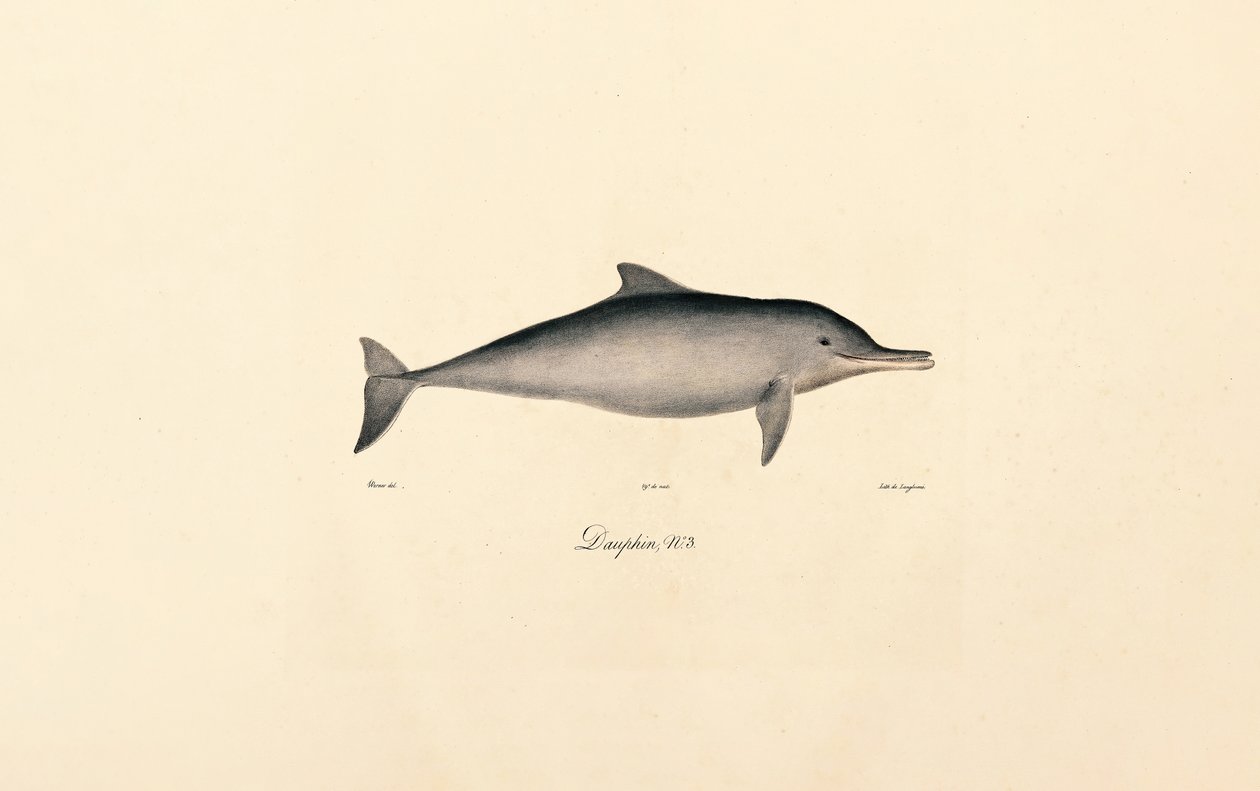 Großer Tümmler von Jacques Christophe Werner