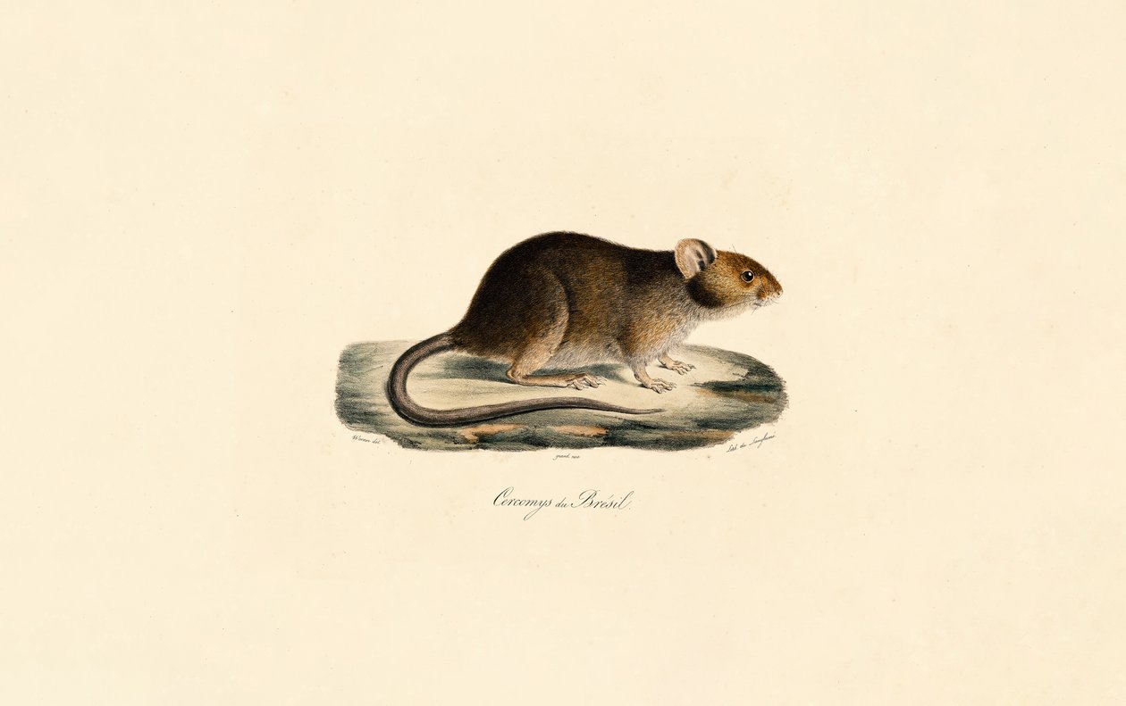 Brasilianische Stachelratte von Jacques Christophe Werner