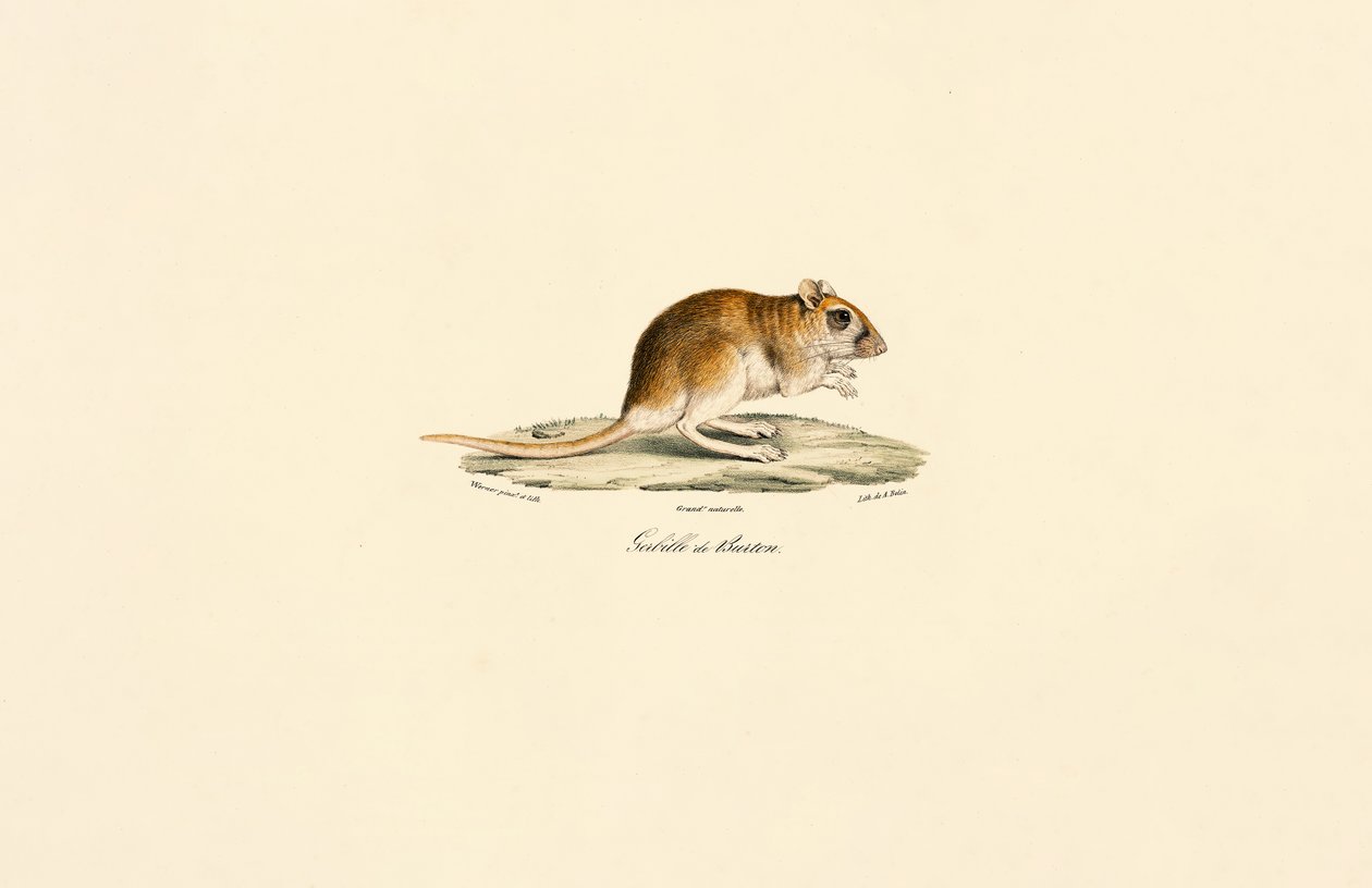 Buschschwanz-Rennmaus von Jacques Christophe Werner