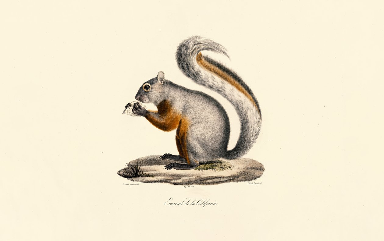 Kalifornisches Erdhörnchen von Jacques Christophe Werner