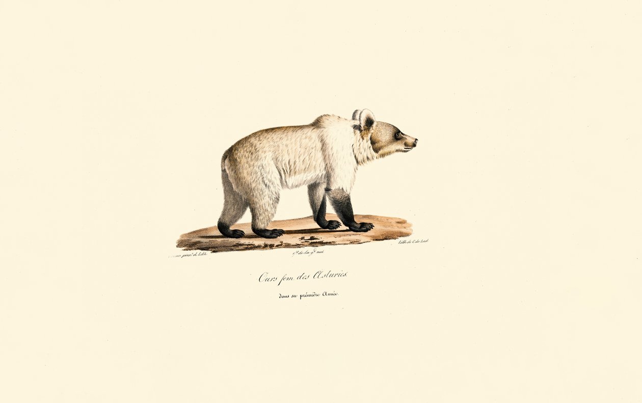 Kantabrischer Braunbär von Jacques Christophe Werner