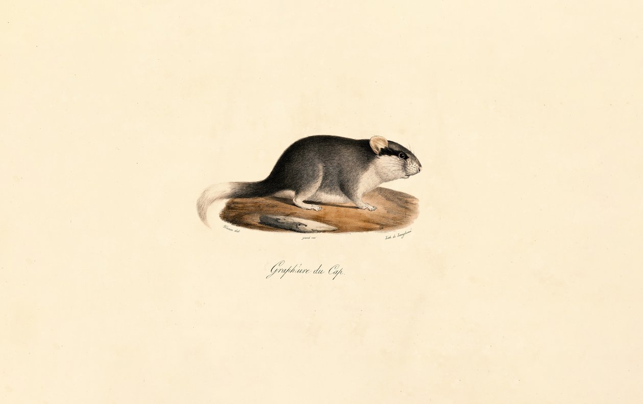 Kap-Schlafmaus von Jacques Christophe Werner