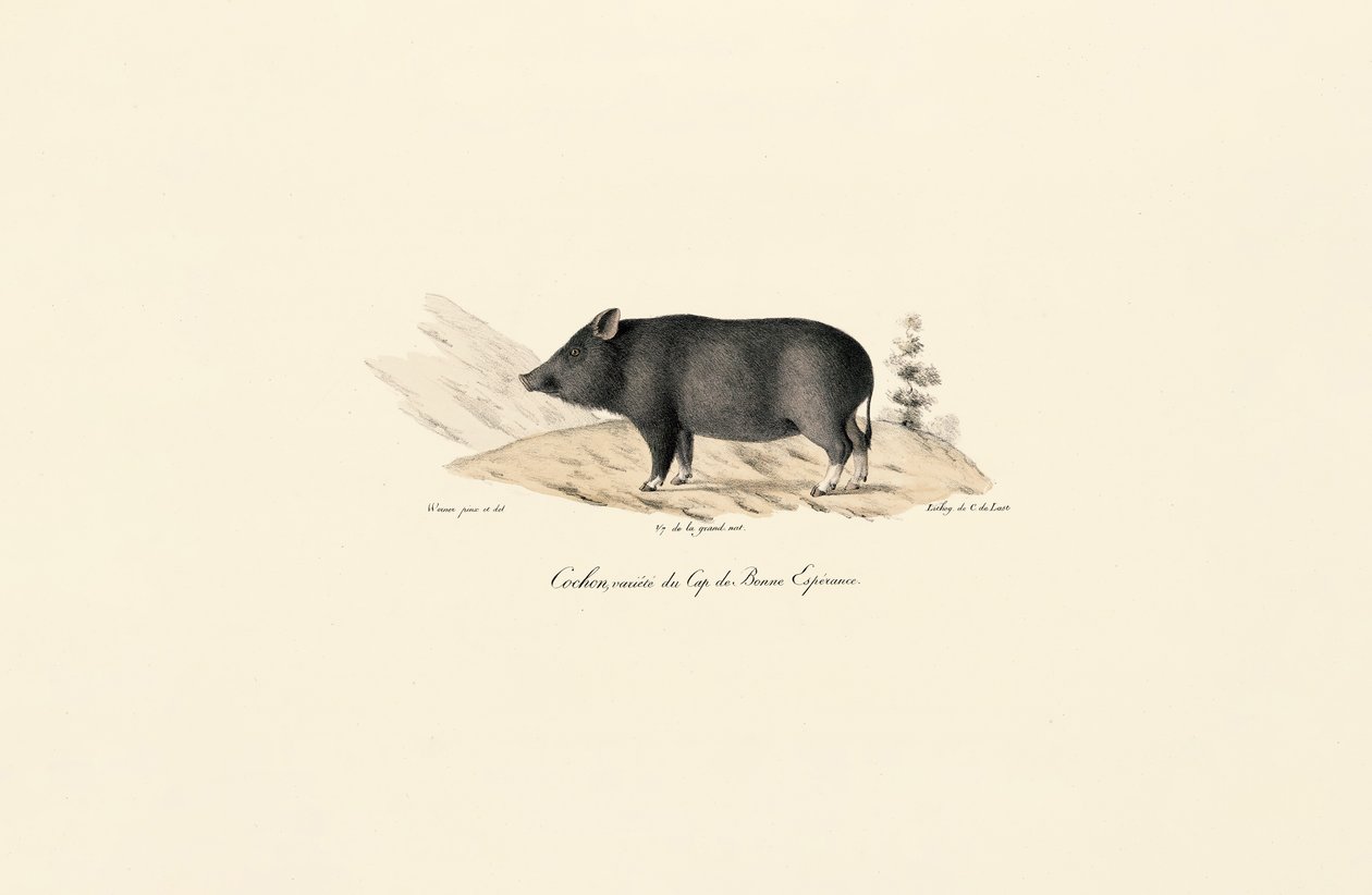 Kap-Warzenkeiler von Jacques Christophe Werner
