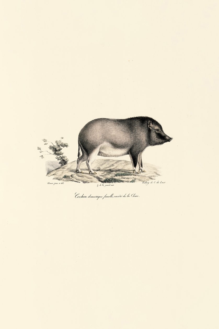 Chinesisches Hausschwein von Jacques Christophe Werner