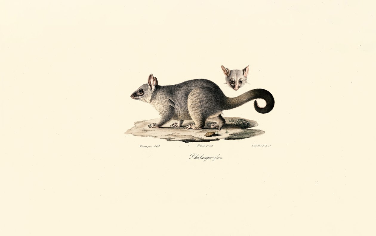 Gewöhnlicher Fuchskusu von Jacques Christophe Werner