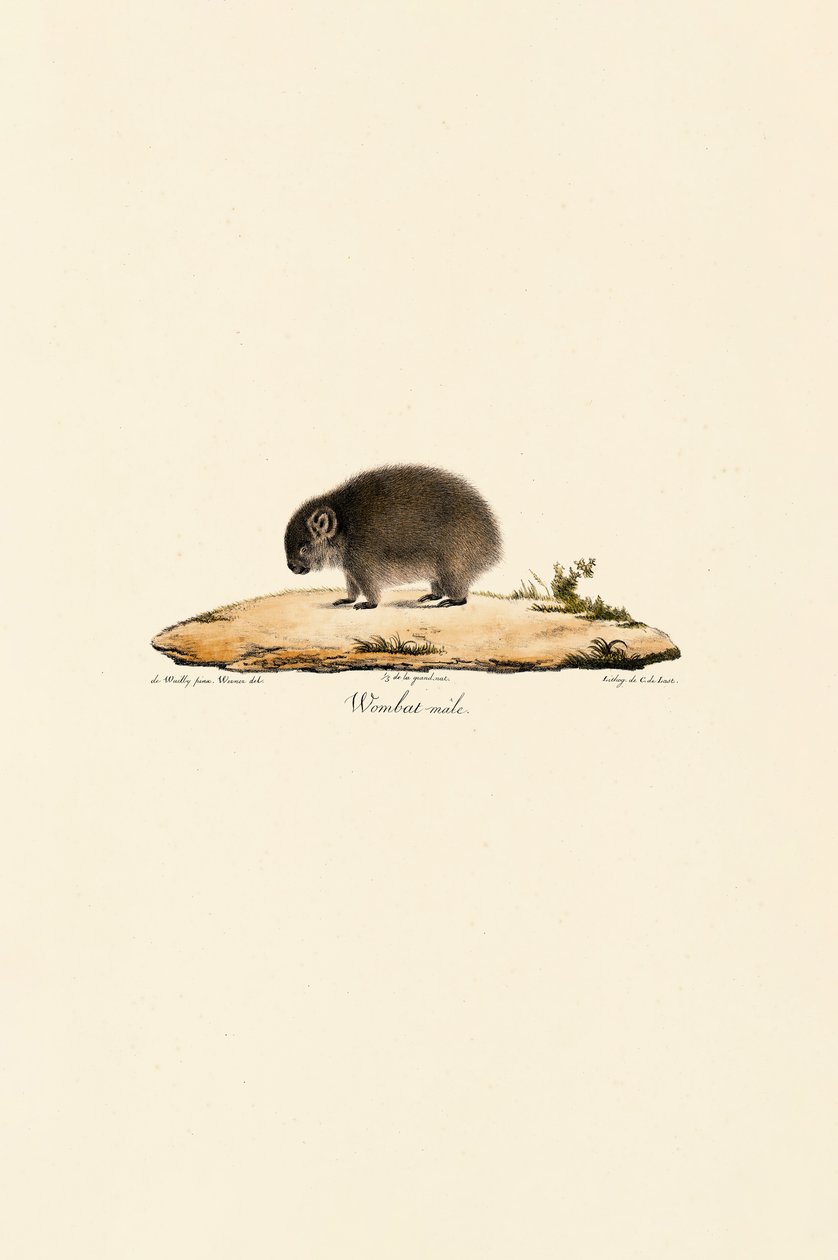 Gewöhnlicher Wombat (Männlich) von Jacques Christophe Werner