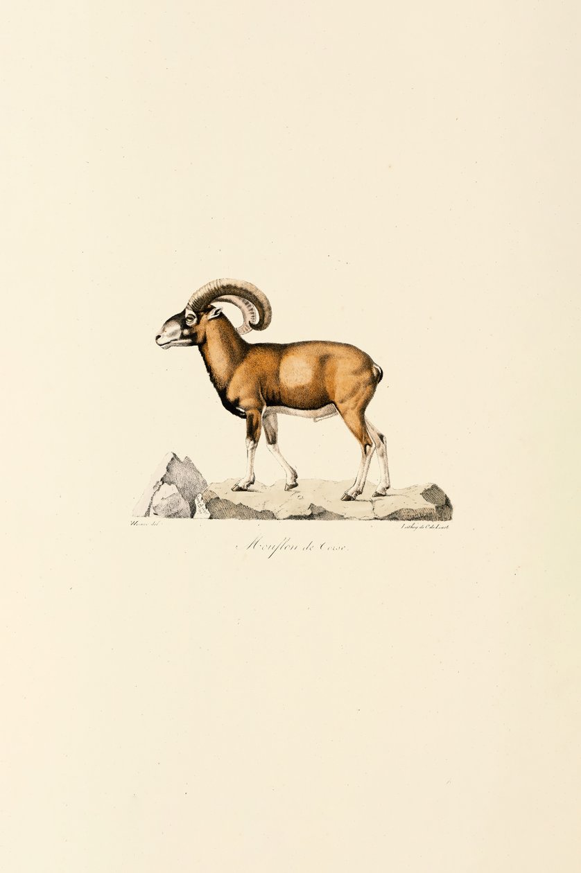 Korsischer Mufflon von Jacques Christophe Werner