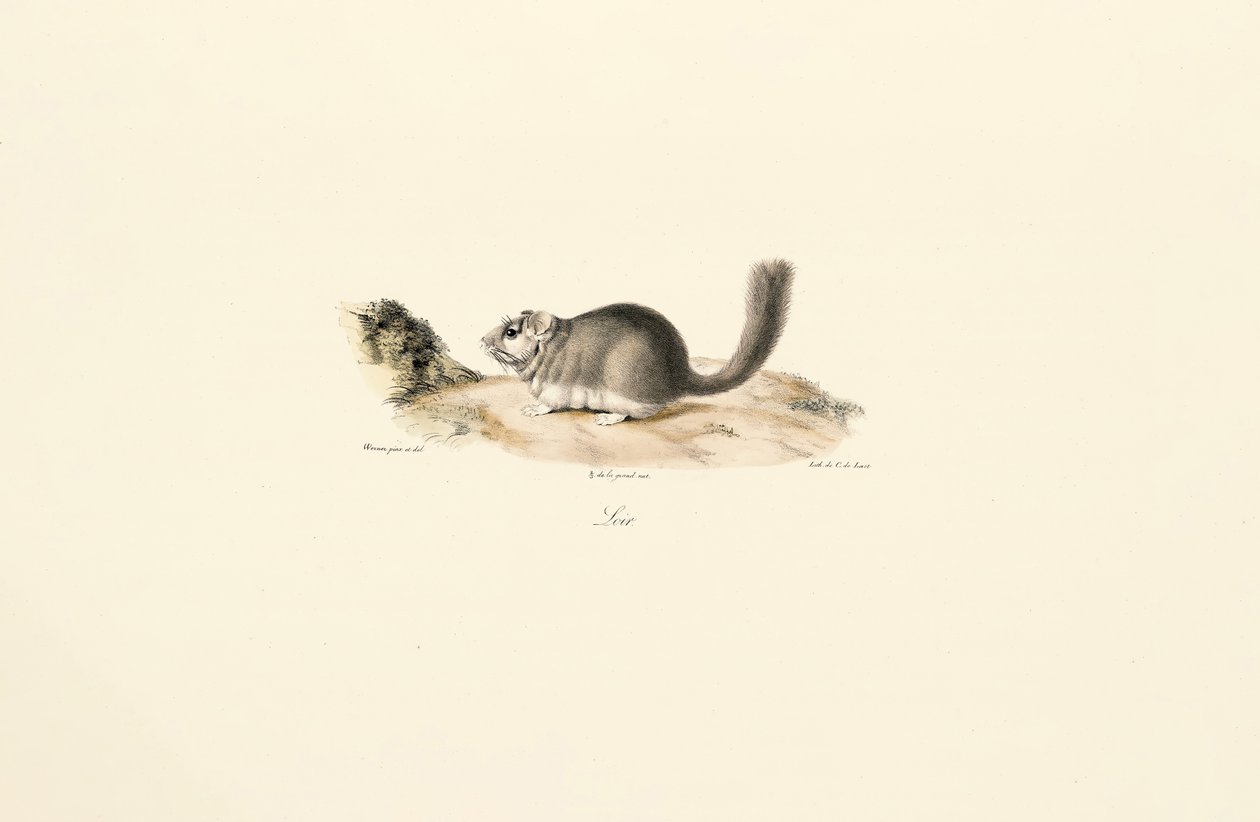 Nutria von Jacques Christophe Werner