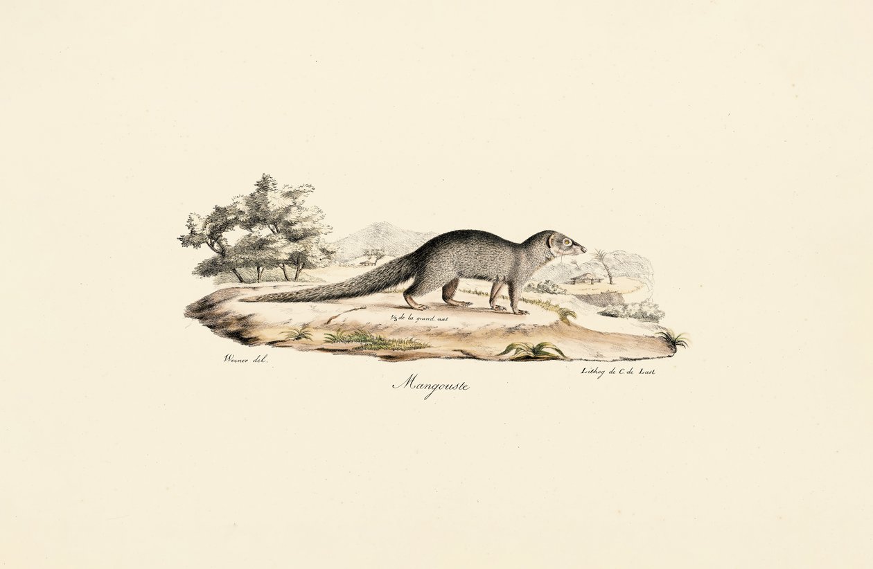 Ägyptische Manguste von Jacques Christophe Werner