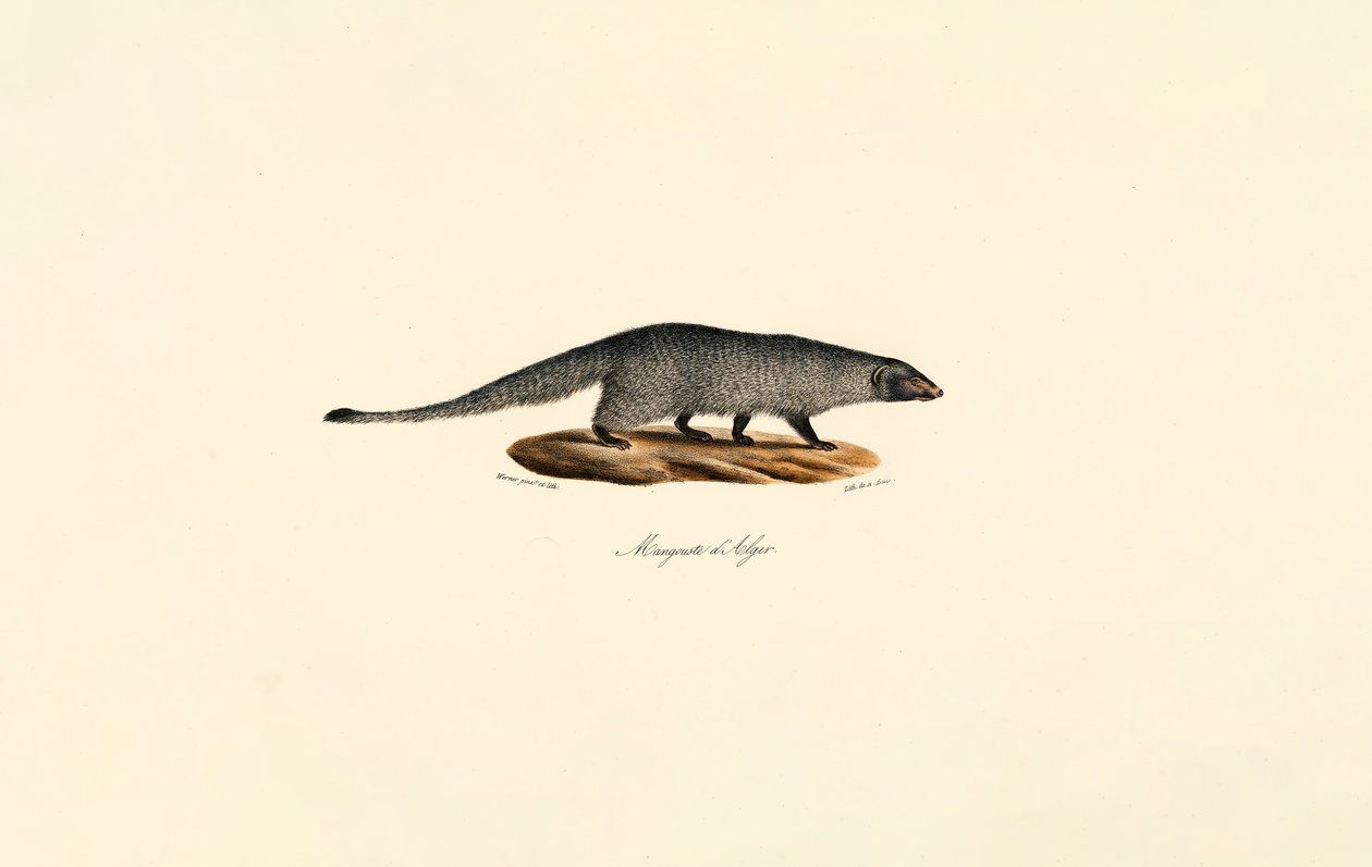 Ägyptische Mungo von Jacques Christophe Werner