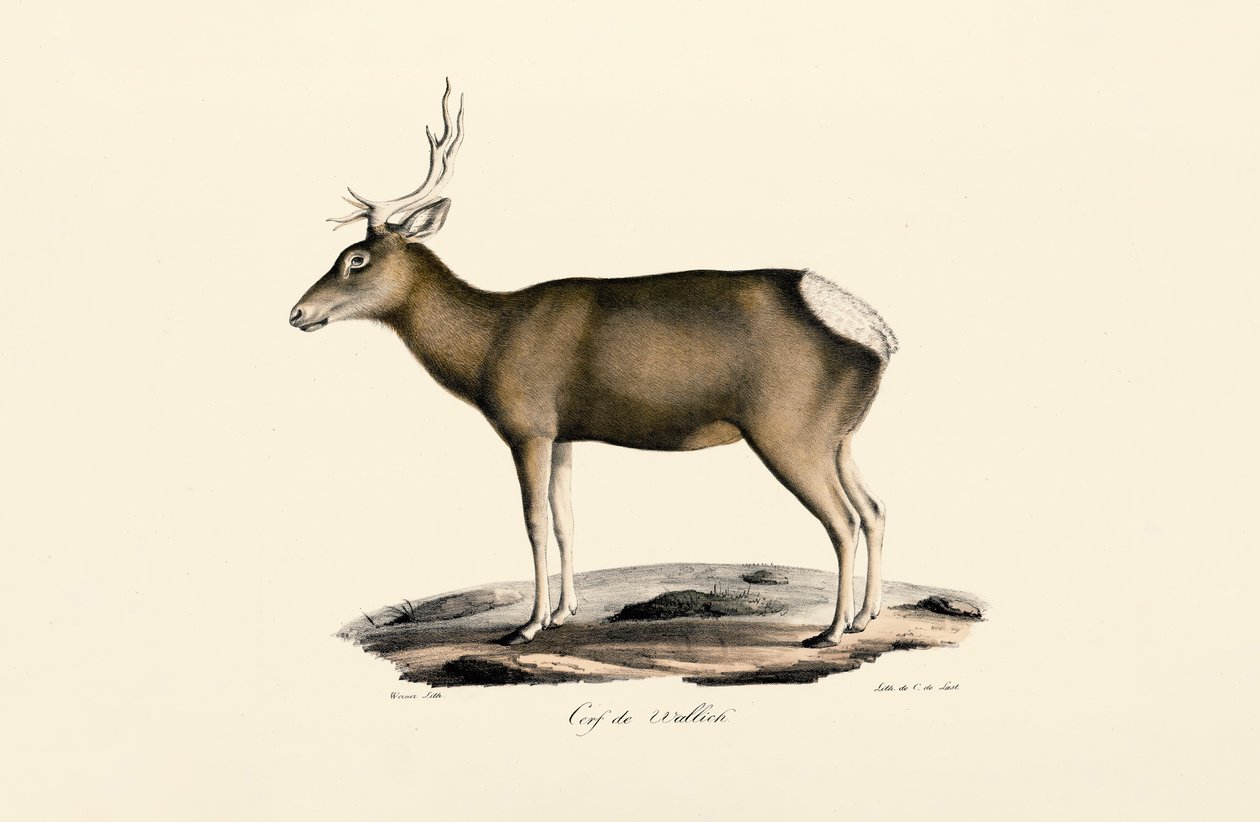 Elch - Männlich von Jacques Christophe Werner