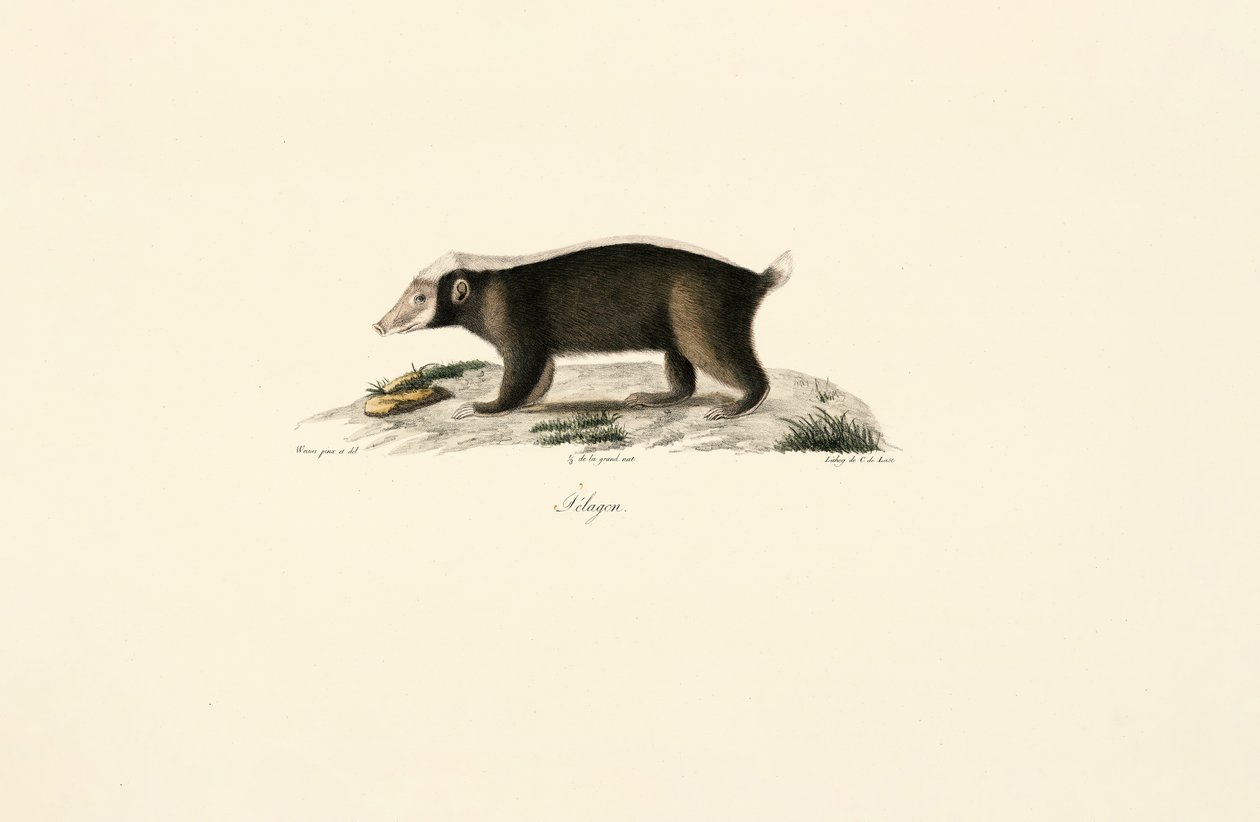 Europäischer Dachs von Jacques Christophe Werner