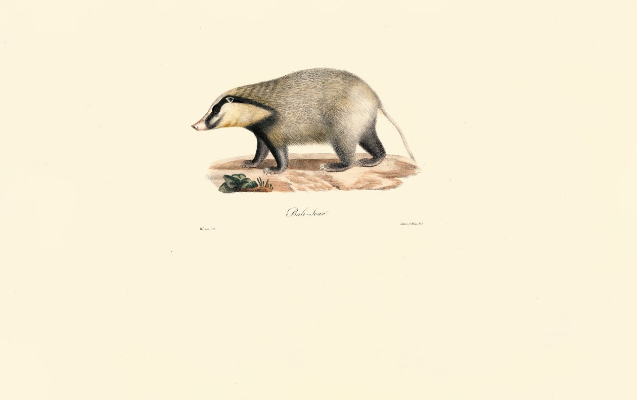 Europäischer Dachs von Jacques Christophe Werner