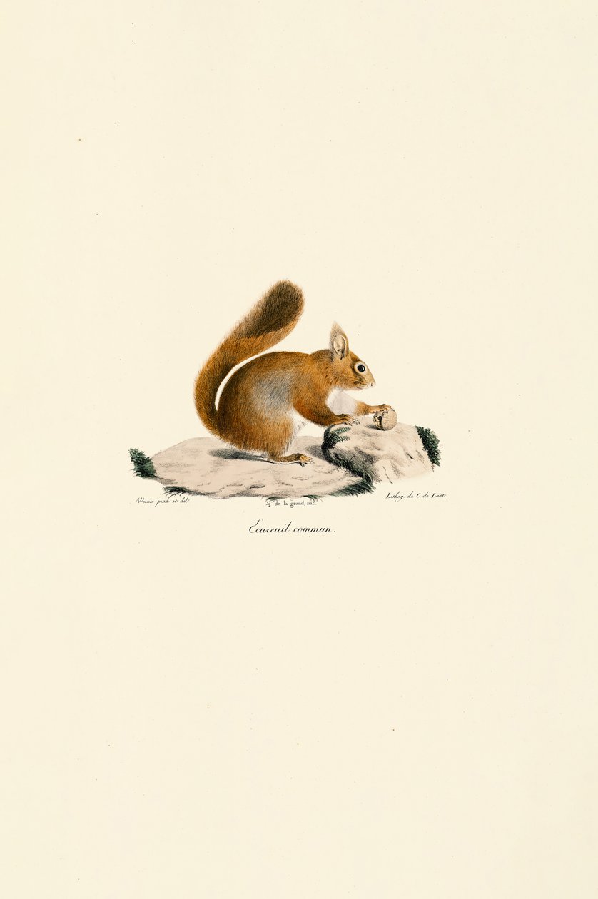 Europäisches Eichhörnchen von Jacques Christophe Werner