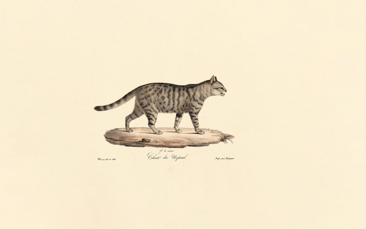 Europäische Wildkatze von Jacques Christophe Werner