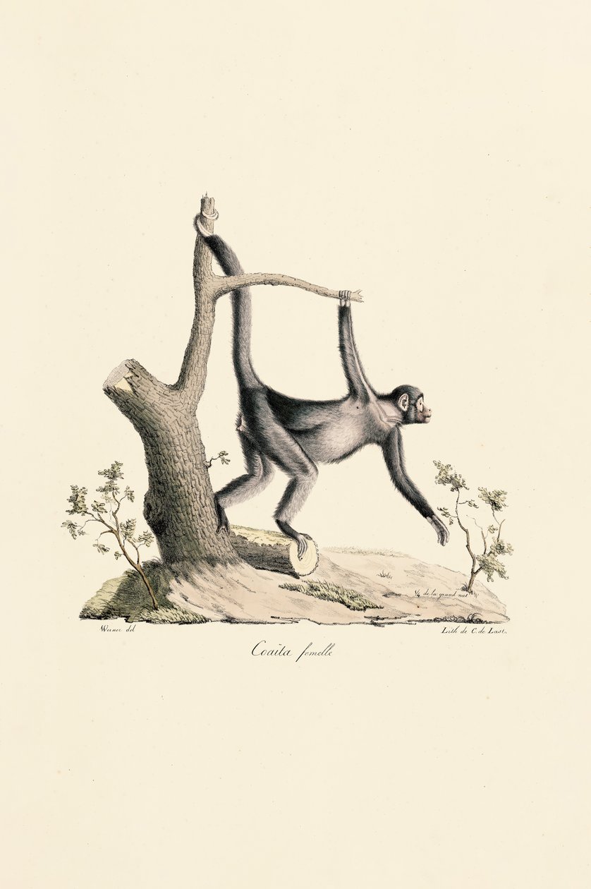 Schwarzer Spinnenaffe (Weibchen) von Jacques Christophe Werner