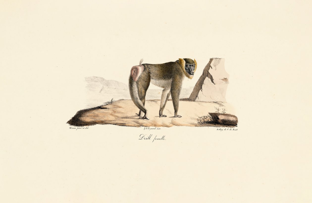 Weiblicher Drill von Jacques Christophe Werner
