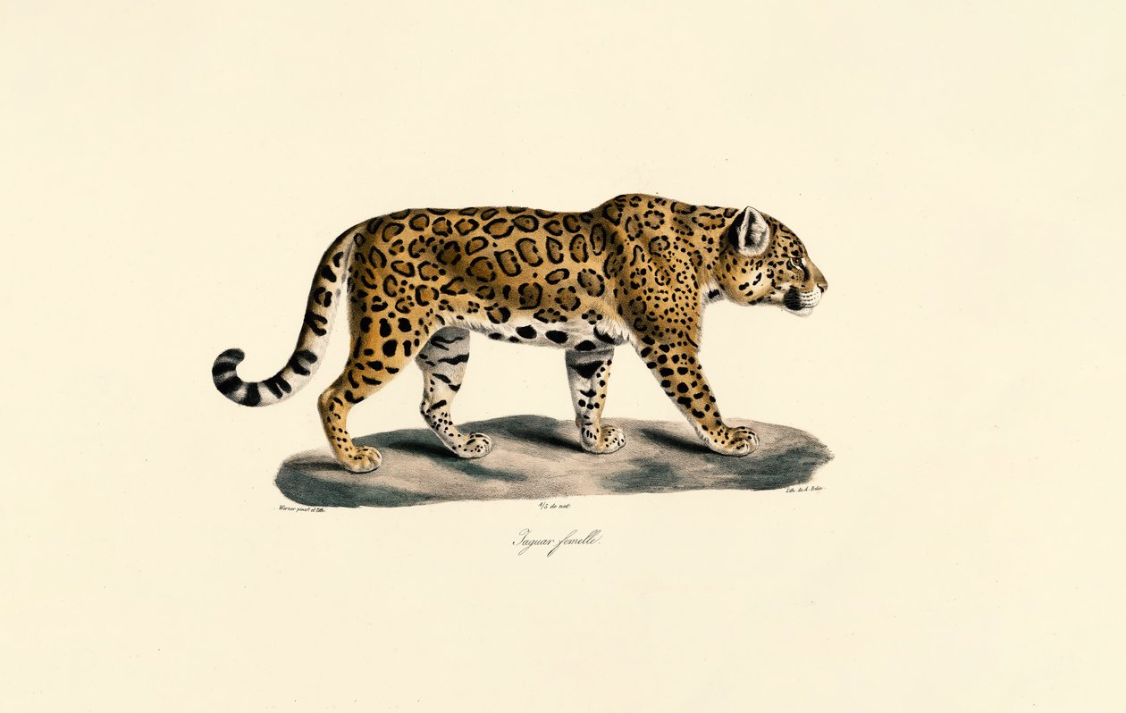 Weiblicher Jaguar von Jacques Christophe Werner