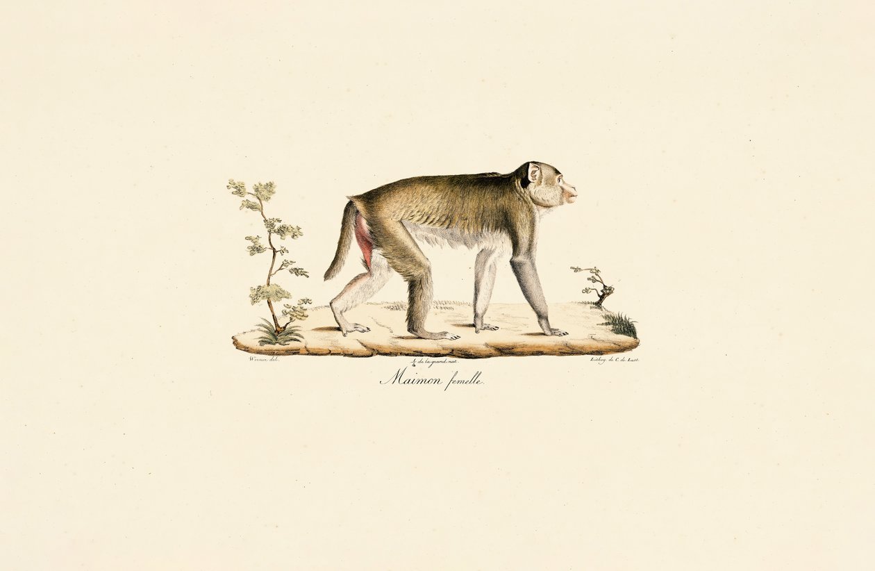 Weiblicher Nachtaffe von Jacques Christophe Werner