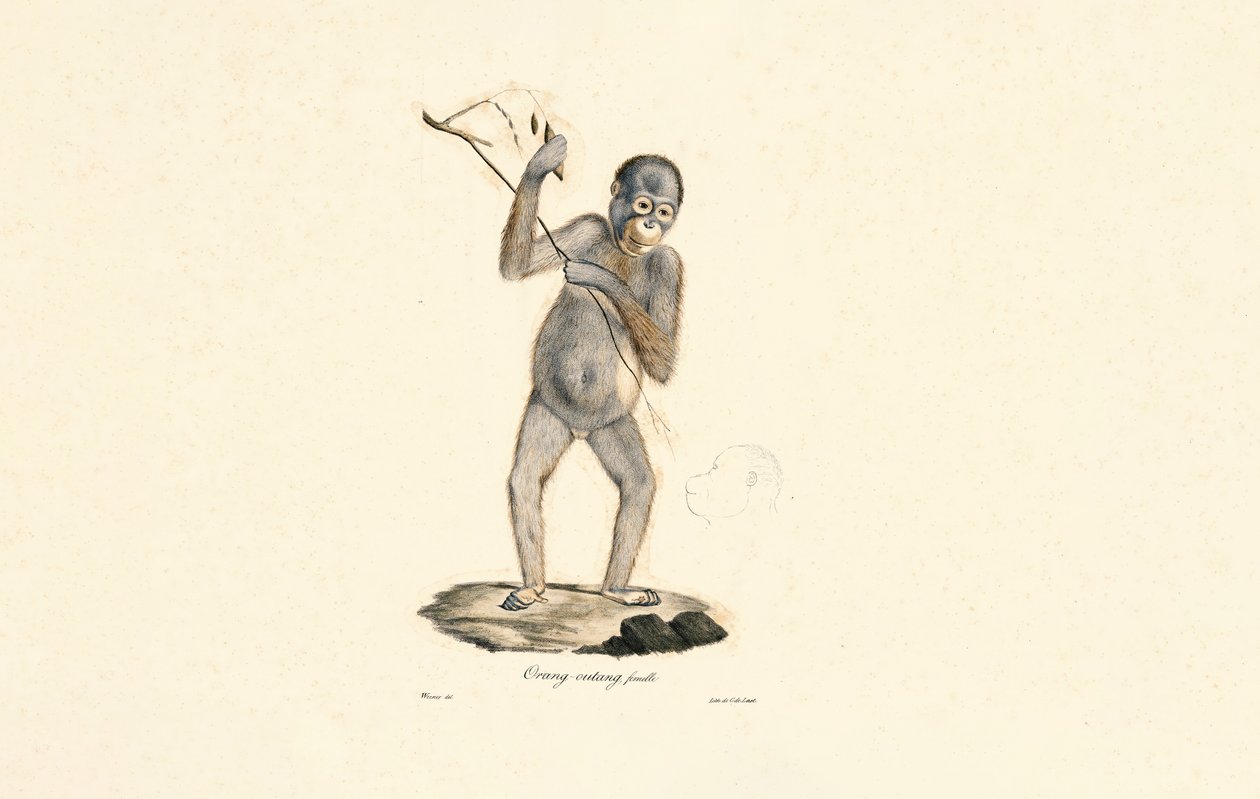 Weiblicher Orang-Utan von Jacques Christophe Werner