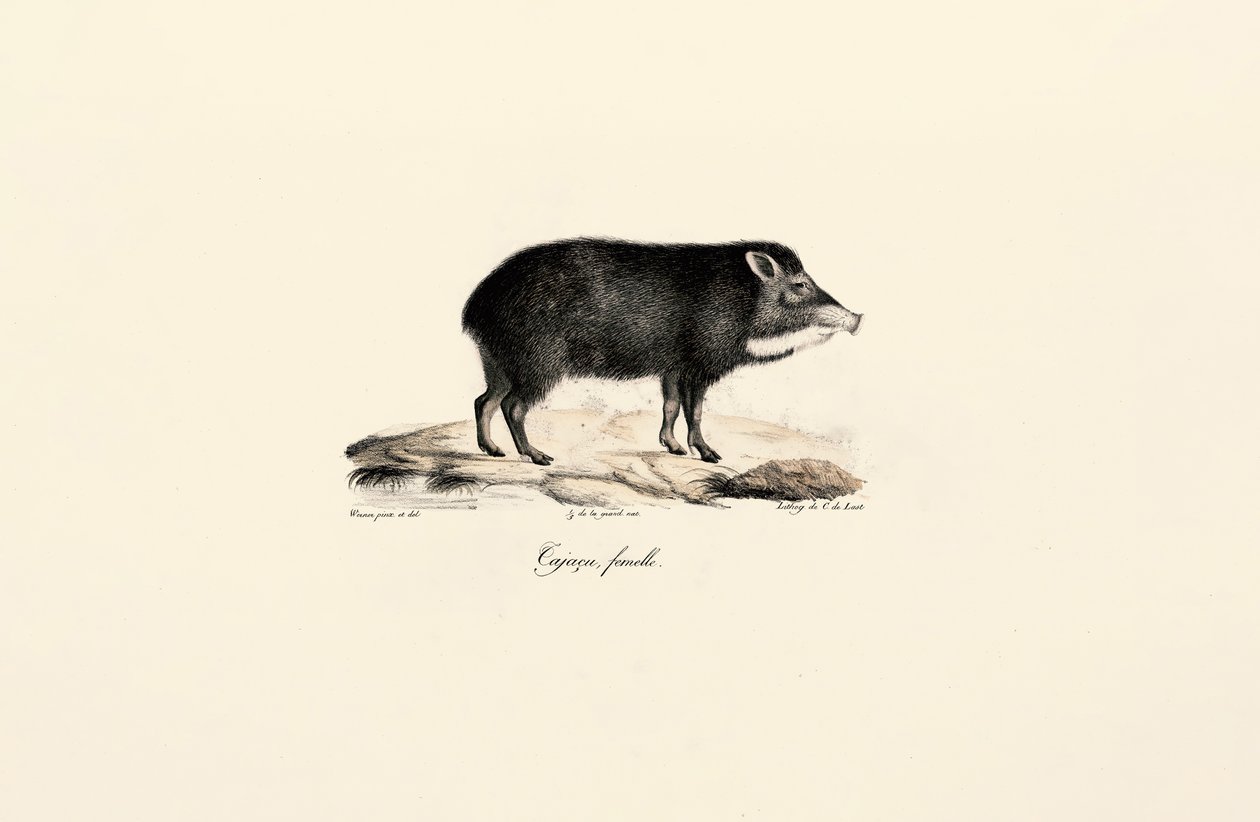 Weibliches Pekari von Jacques Christophe Werner