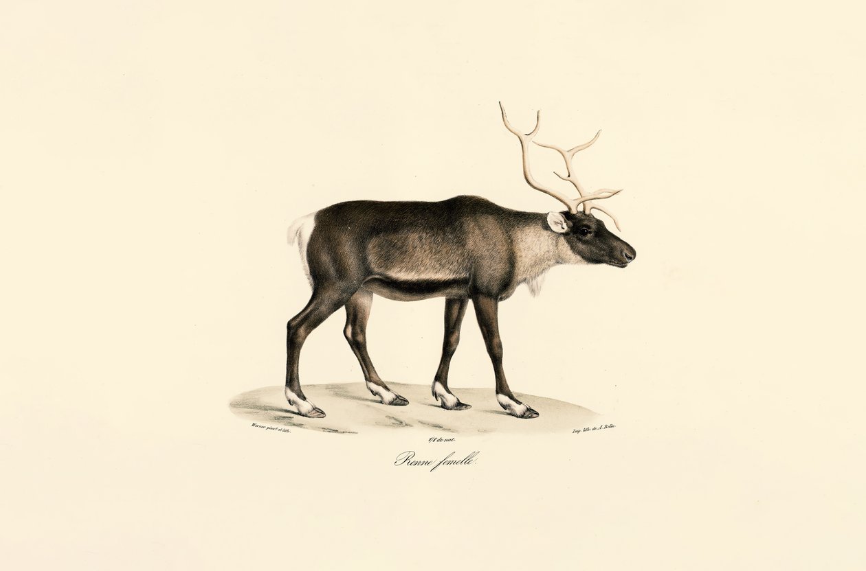 Weibliches Rentier von Jacques Christophe Werner