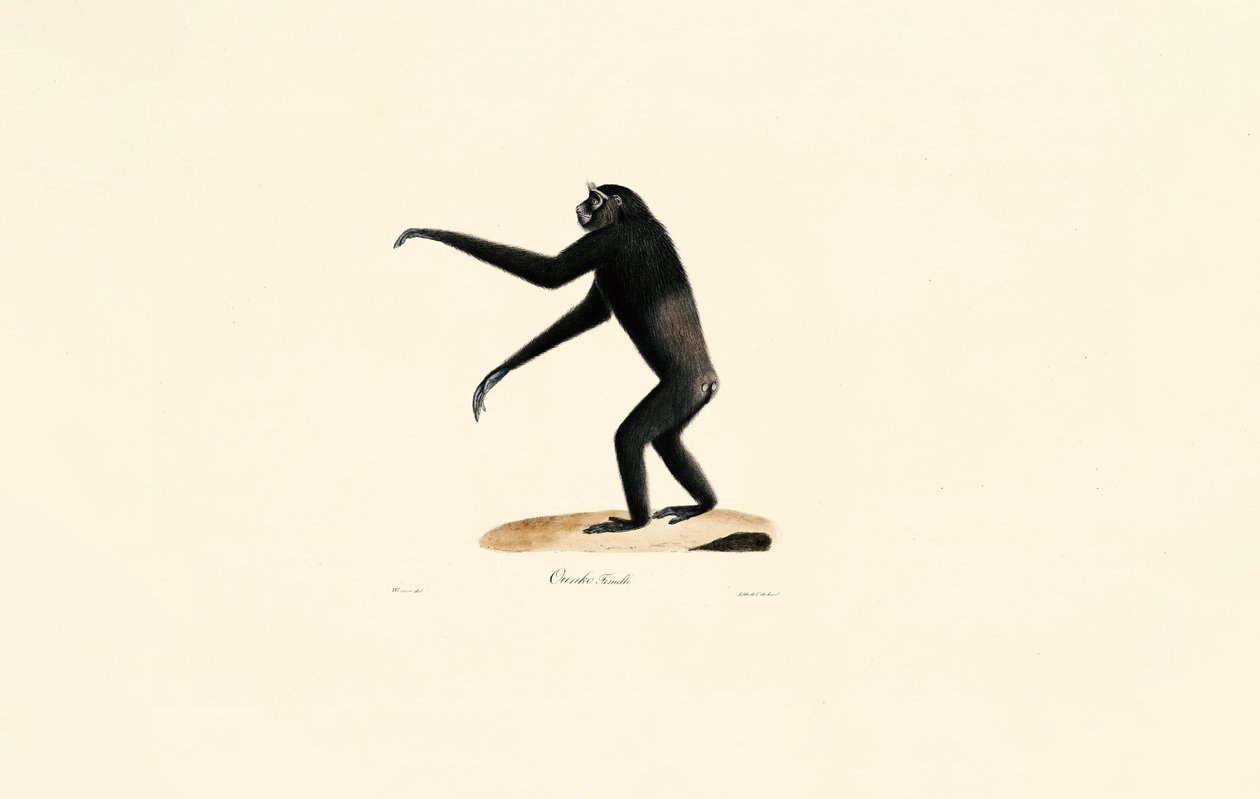 Weiblicher Siamang von Jacques Christophe Werner
