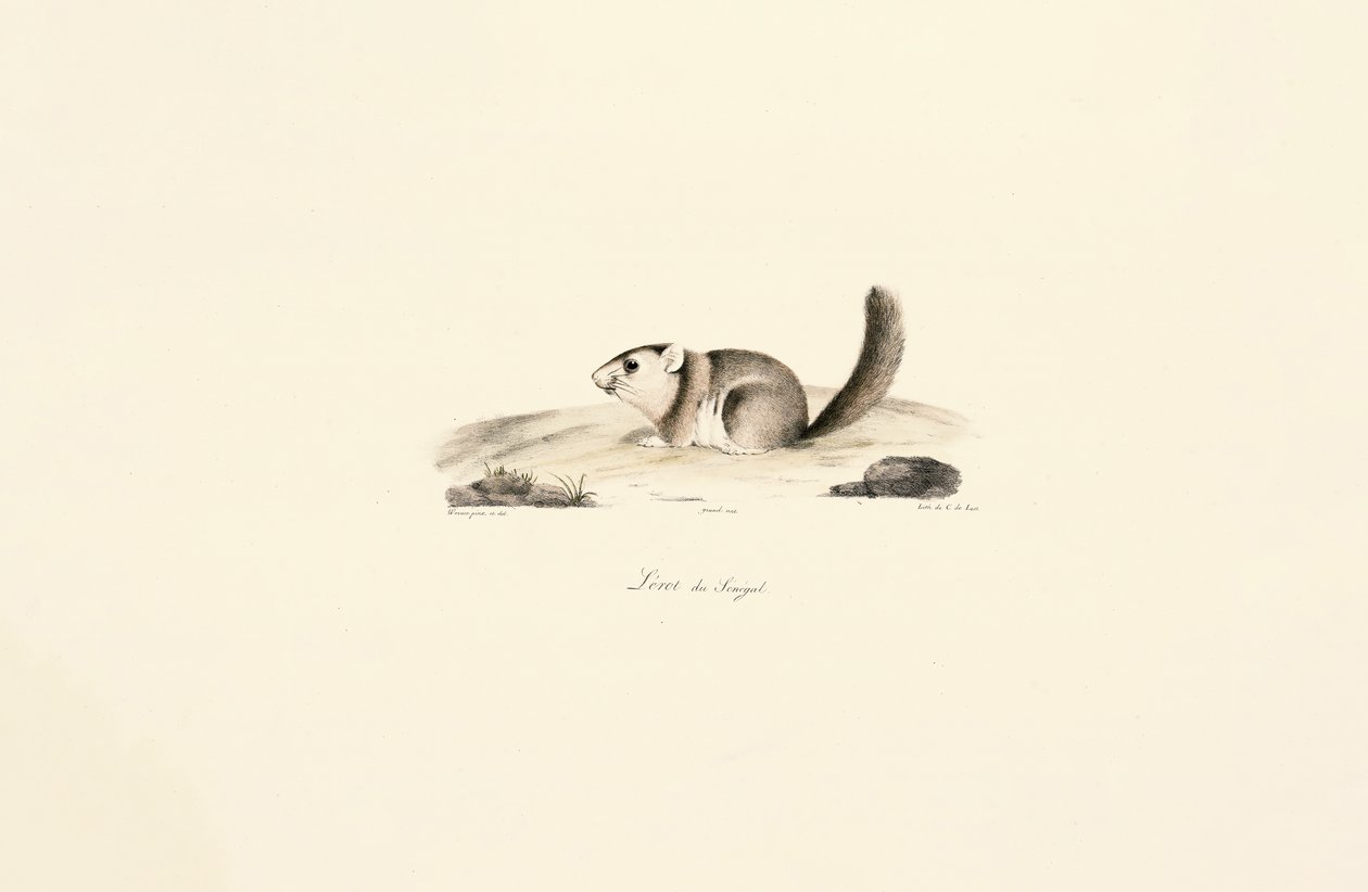 Gambisches Sonnenhörnchen von Jacques Christophe Werner
