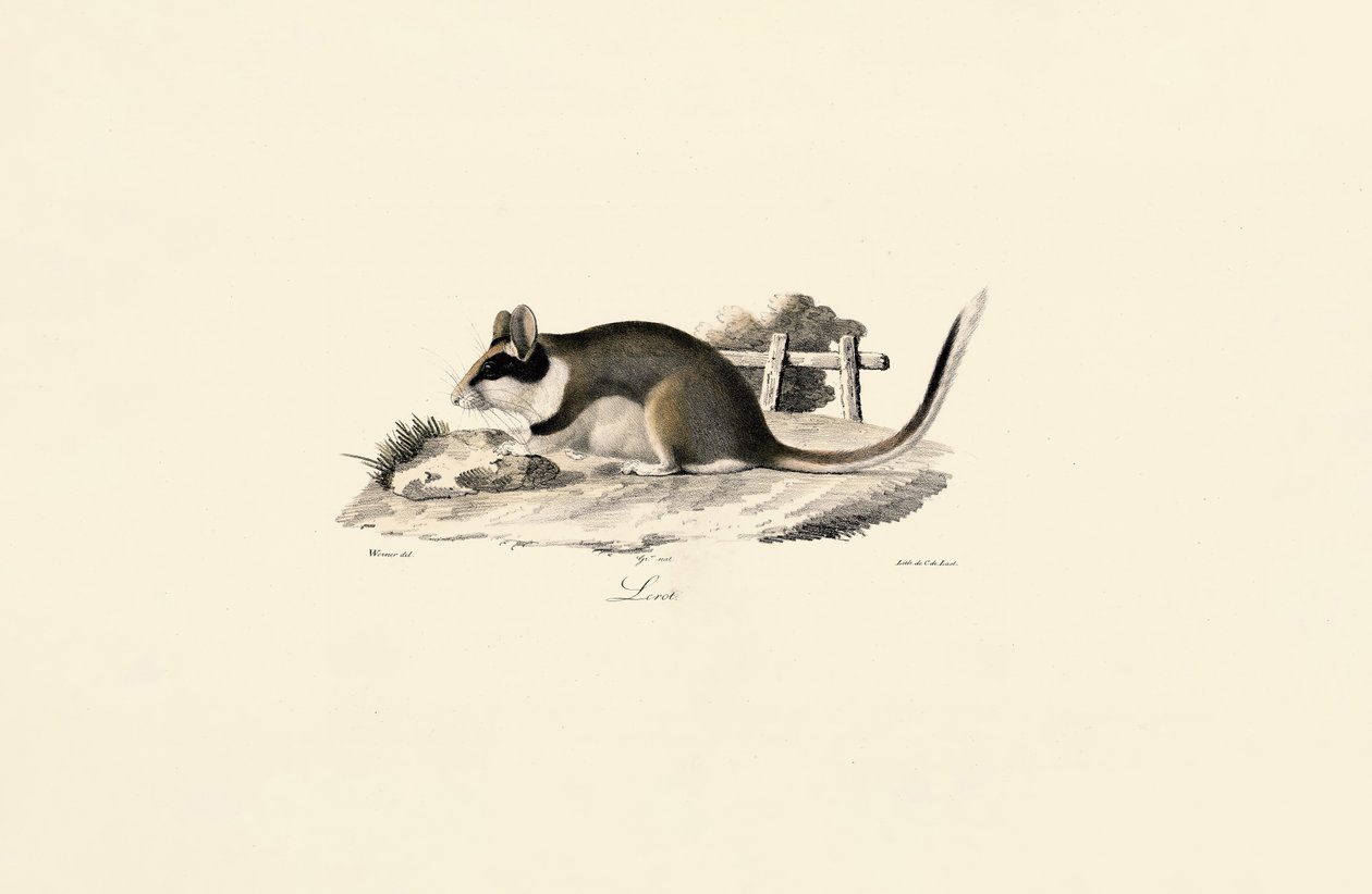 Gartenschläfer von Jacques Christophe Werner