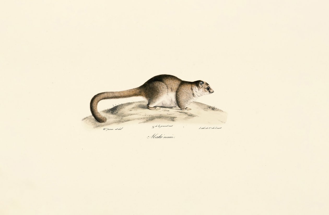 Grauer Mausmaki von Jacques Christophe Werner