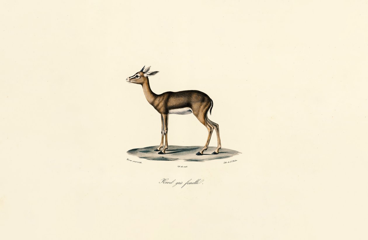 Grauer Riedbock (Weibchen) von Jacques Christophe Werner