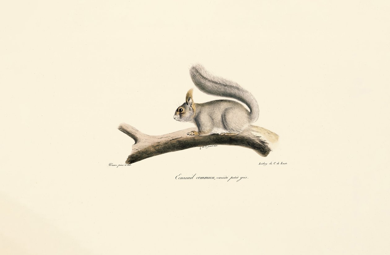 Grauhörnchen (Europäische Eichhörnchen Variante) von Jacques Christophe Werner