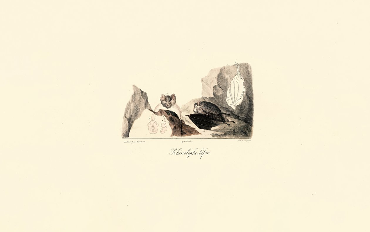 Großes Hufeisennasen-Fledermaus mit anatomischen Details von Jacques Christophe Werner