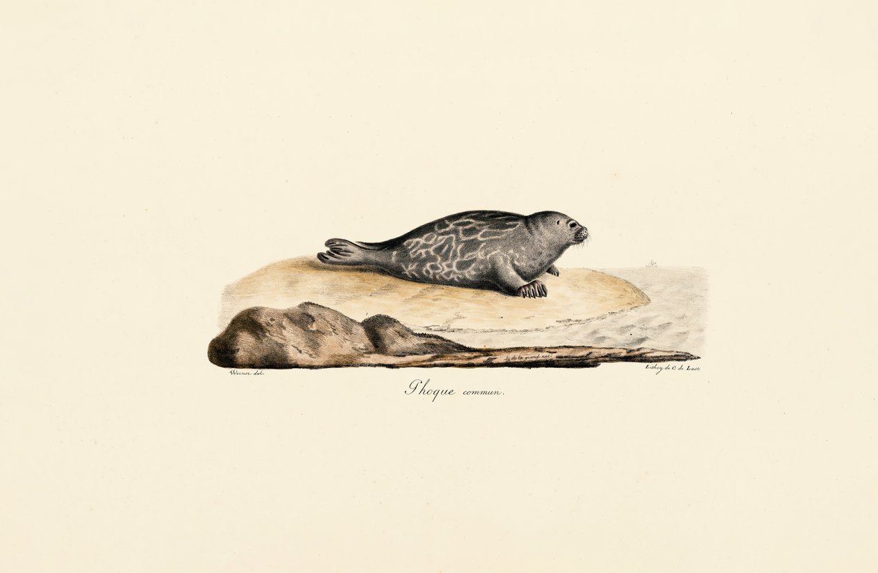 Seehund von Jacques Christophe Werner