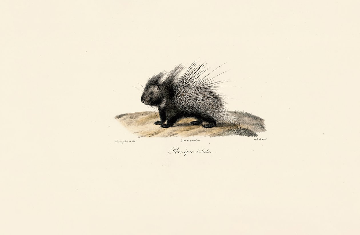 Italienisches Stachelschwein von Jacques Christophe Werner