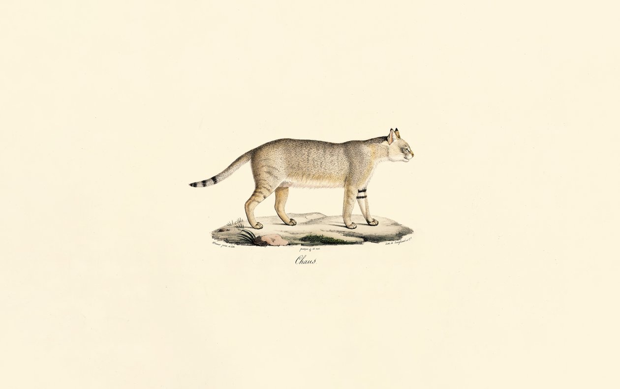 Dschungelkatze von Jacques Christophe Werner