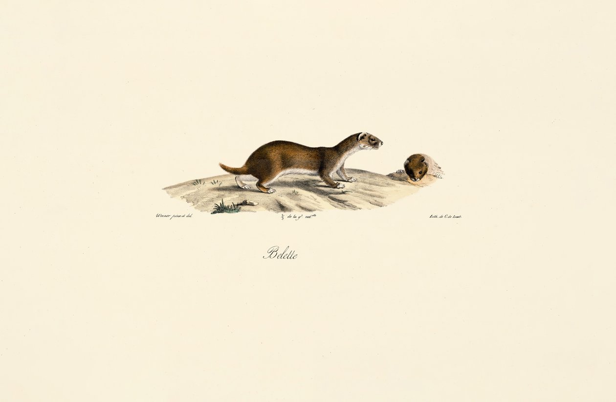 Mauswiesel von Jacques Christophe Werner