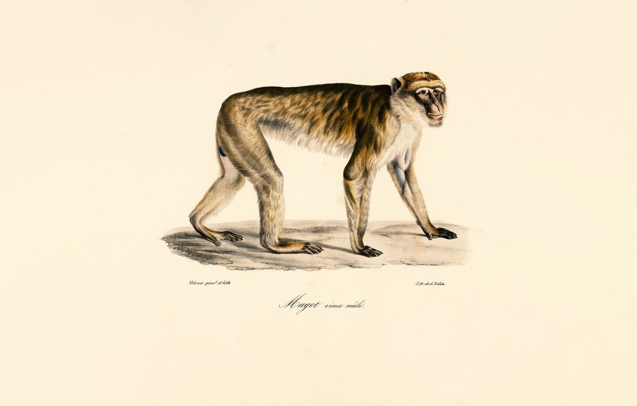 Langschwanzmakak (männlich) von Jacques Christophe Werner