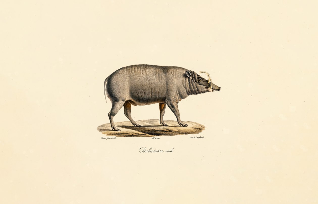 Männlicher Babirusa von Jacques Christophe Werner