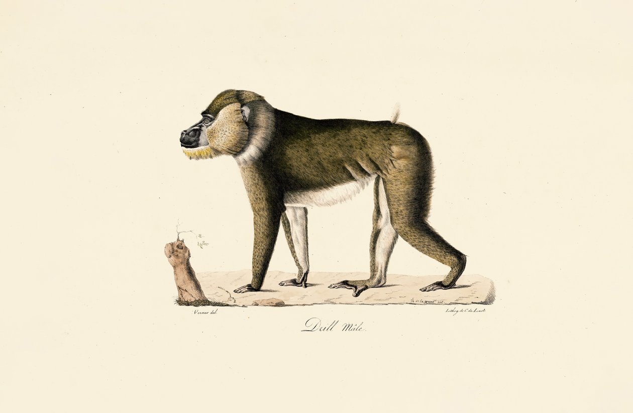 Männlicher Gelada-Pavian von Jacques Christophe Werner