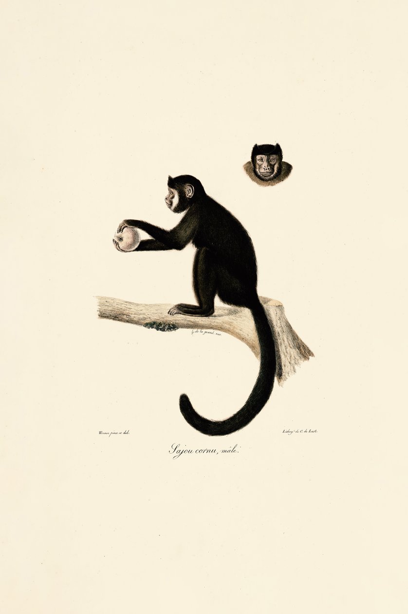 Männlicher Hornkapuziner von Jacques Christophe Werner