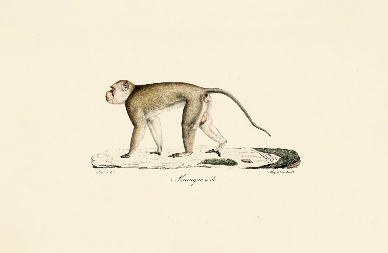 Männlicher Makake von Jacques Christophe Werner