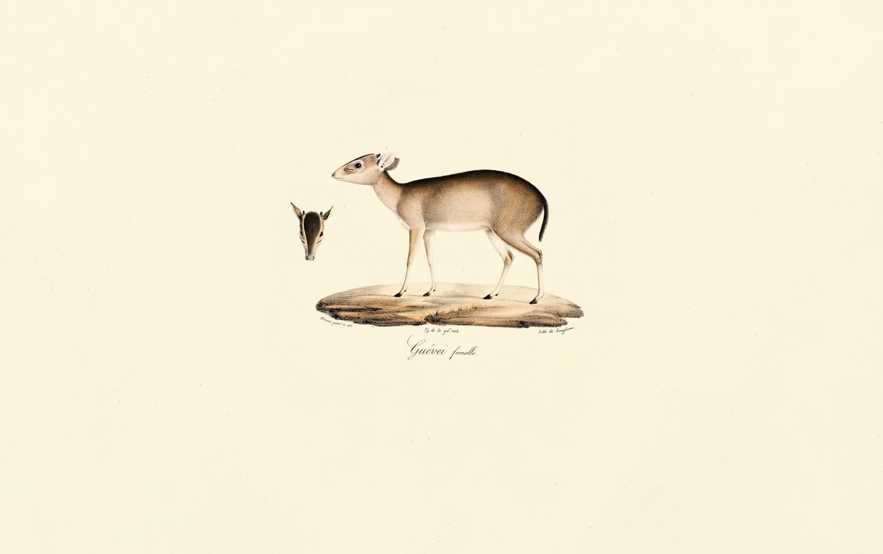 Maxwell-Ducker (Guéréi-Ducker, Weiblich) von Jacques Christophe Werner