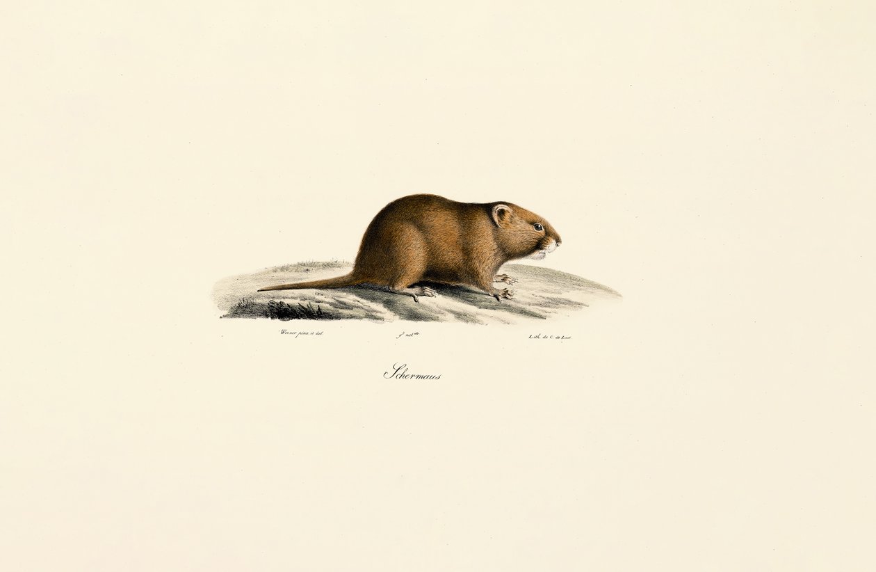 Mauswühlmaus (Sichermous) von Jacques Christophe Werner