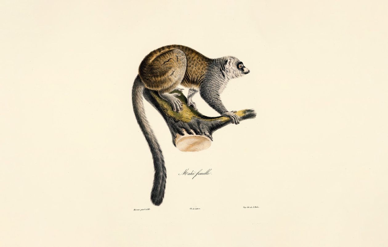 Mangustenmaki (weiblich) von Jacques Christophe Werner