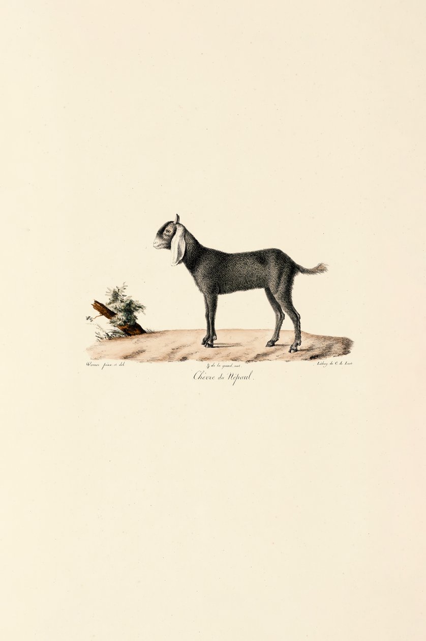 Nepalesische Ziege von Jacques Christophe Werner